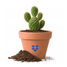 Cactus in a Terracotta Pot