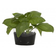 Compostable Plant Pot