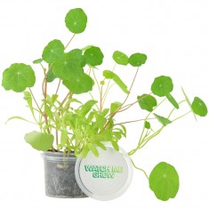 Grow Your Own Garden Pot